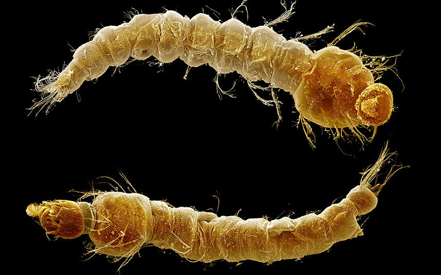 家蝇是世界上分布最为广泛的昆虫之一,其中在人类居所的数量占约90%.