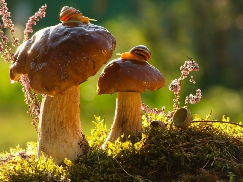 俄罗斯摄影师vyacheslav mischenko用他的相机为我们展示了蜗牛的世界