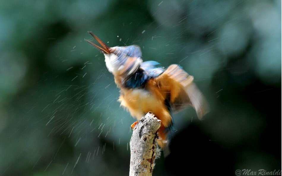 早报:冲mvp 总冠军你能get吗百里挑一杨弘马吉亮