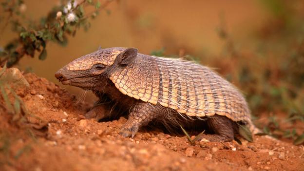 本法托身披黄蓝两衫 人民币汇率月内连刷8次新低