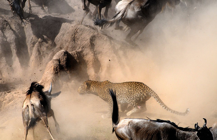 摄影师肯尼亚拍花豹猎杀角马扣人心弦