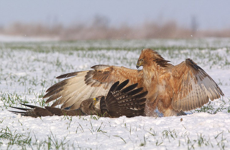 保加利亚两秃鹰为争食物雪地激烈争斗