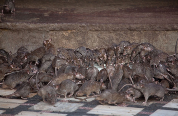 印度老鼠神庙养2万只圣物老鼠:白鼠格外受尊敬