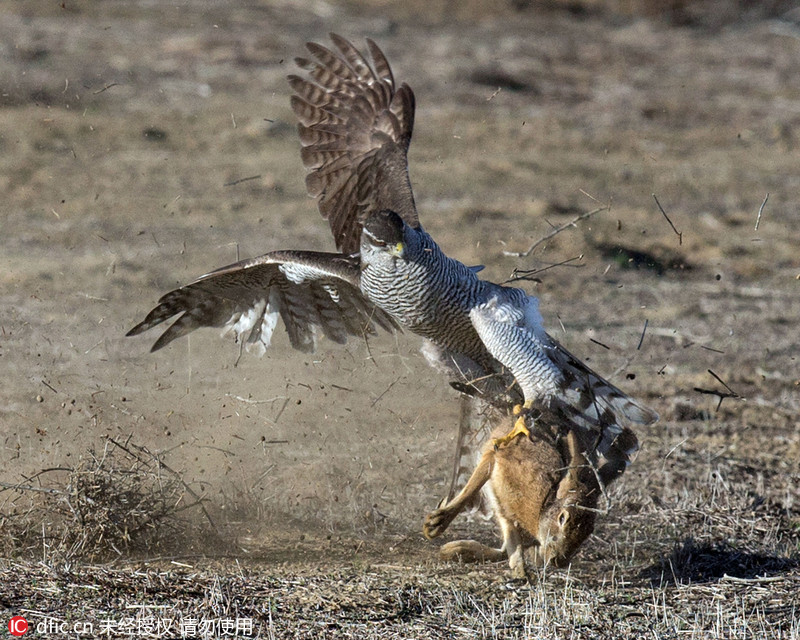 美野兔遭苍鹰攻击 身手矫健完美躲避