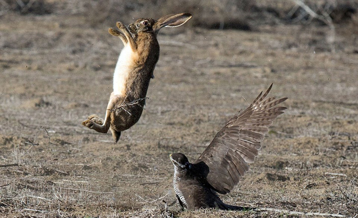 美野兔遭苍鹰攻击 身手矫健完美躲避