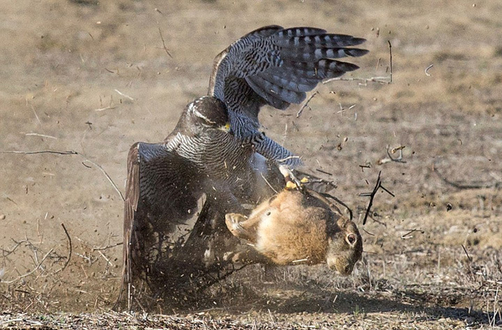 最终,凭借着强大的求生意念,兔子成功从苍鹰爪下逃脱,苍鹰不得不放弃