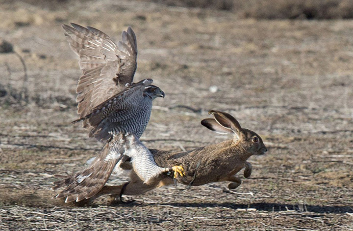 但兔子灵活的避开了,而兔子试图从苍鹰的720_470