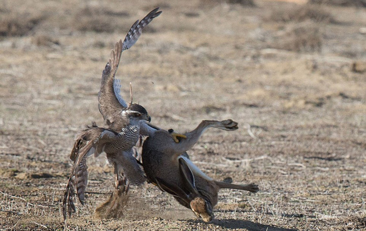 美野兔遭苍鹰攻击 身手矫健完美躲避