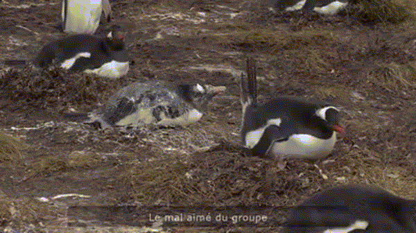 每日有趣GIF图：企鹅是在“报复”同类吗？