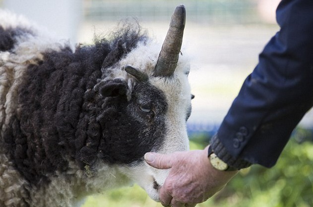 英独角羊意外走红获独角兽美誉