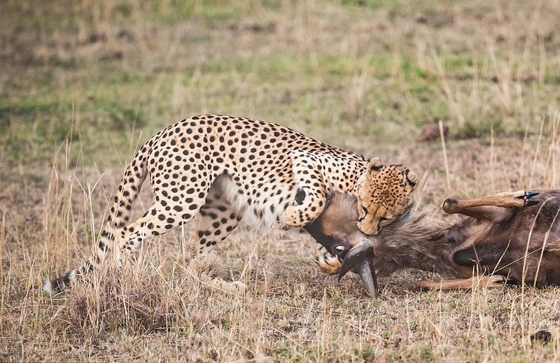 肯尼亚猎豹围追堵截角马群:成功捕猎美餐
