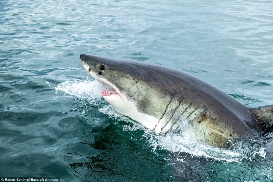 南非大白鲨捕食海狮幼崽