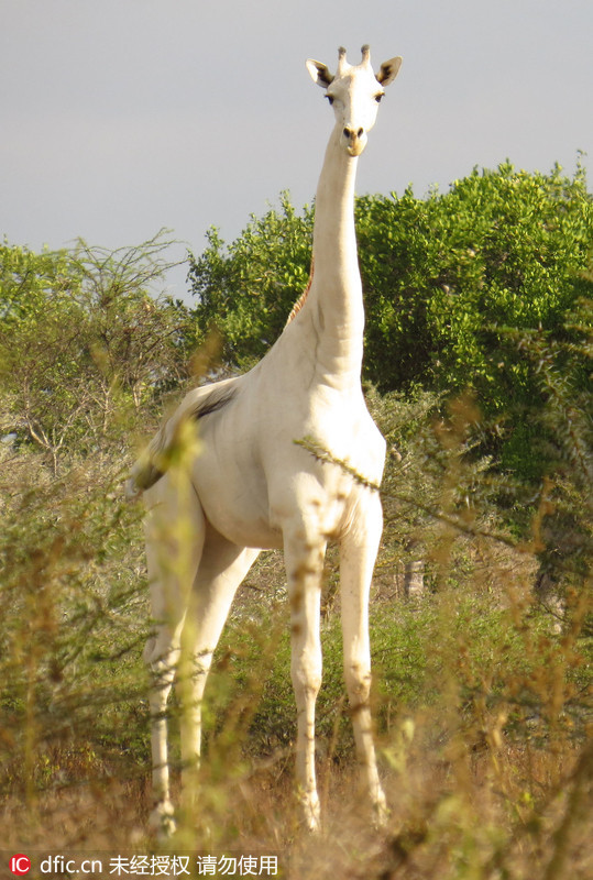 肯尼亚发现罕见纯白长颈鹿 系基因突变