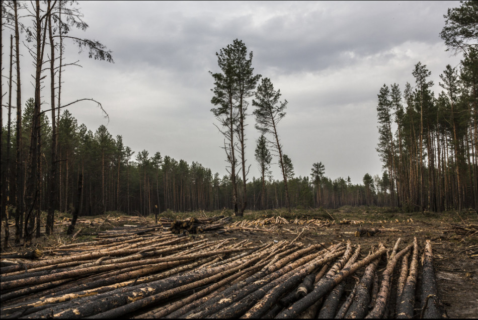 30年后的切尔诺贝利记忆:一片荒芜野狗肆虐