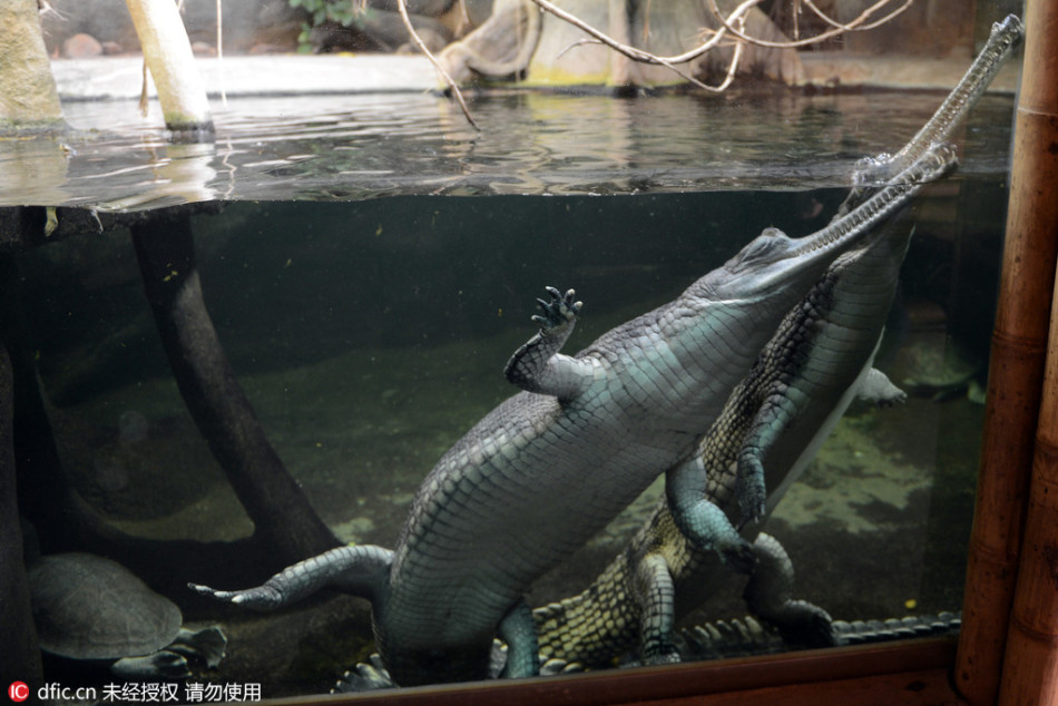 养猫不用,大宗商品货币受美国大选影响开始上涨