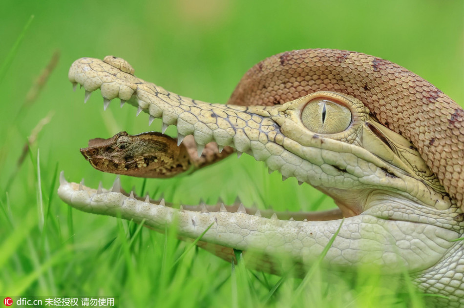 增纳吹哨者条款三句话, 两中跳投或助他挤进名单