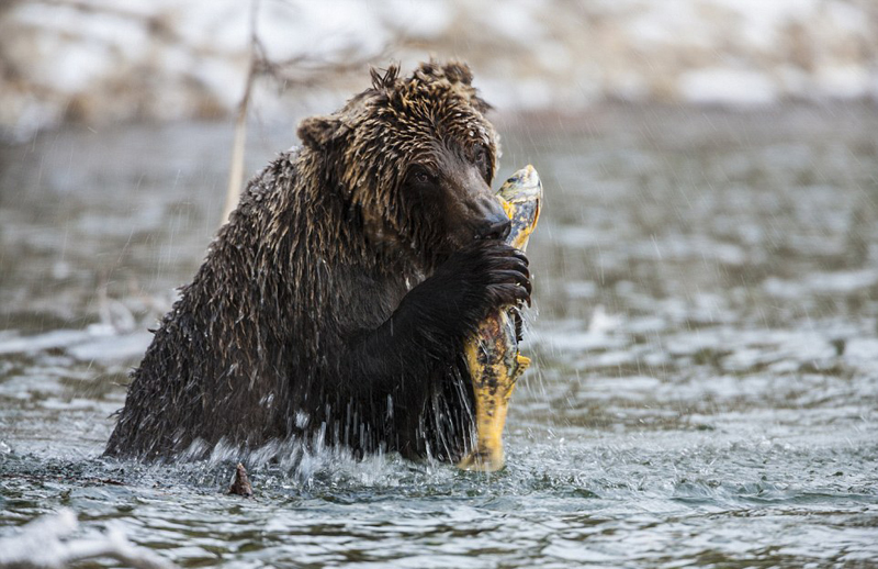近距离拍摄熊的日常生活:和平温柔且聪明