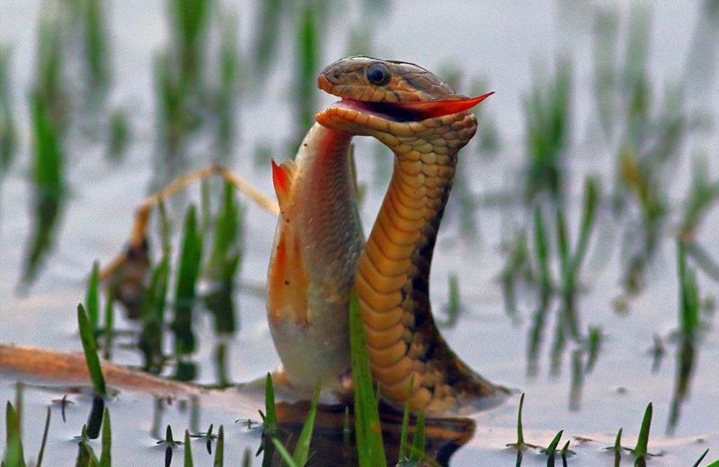 渔游蛇水中捕鱼:大方展示战利品?