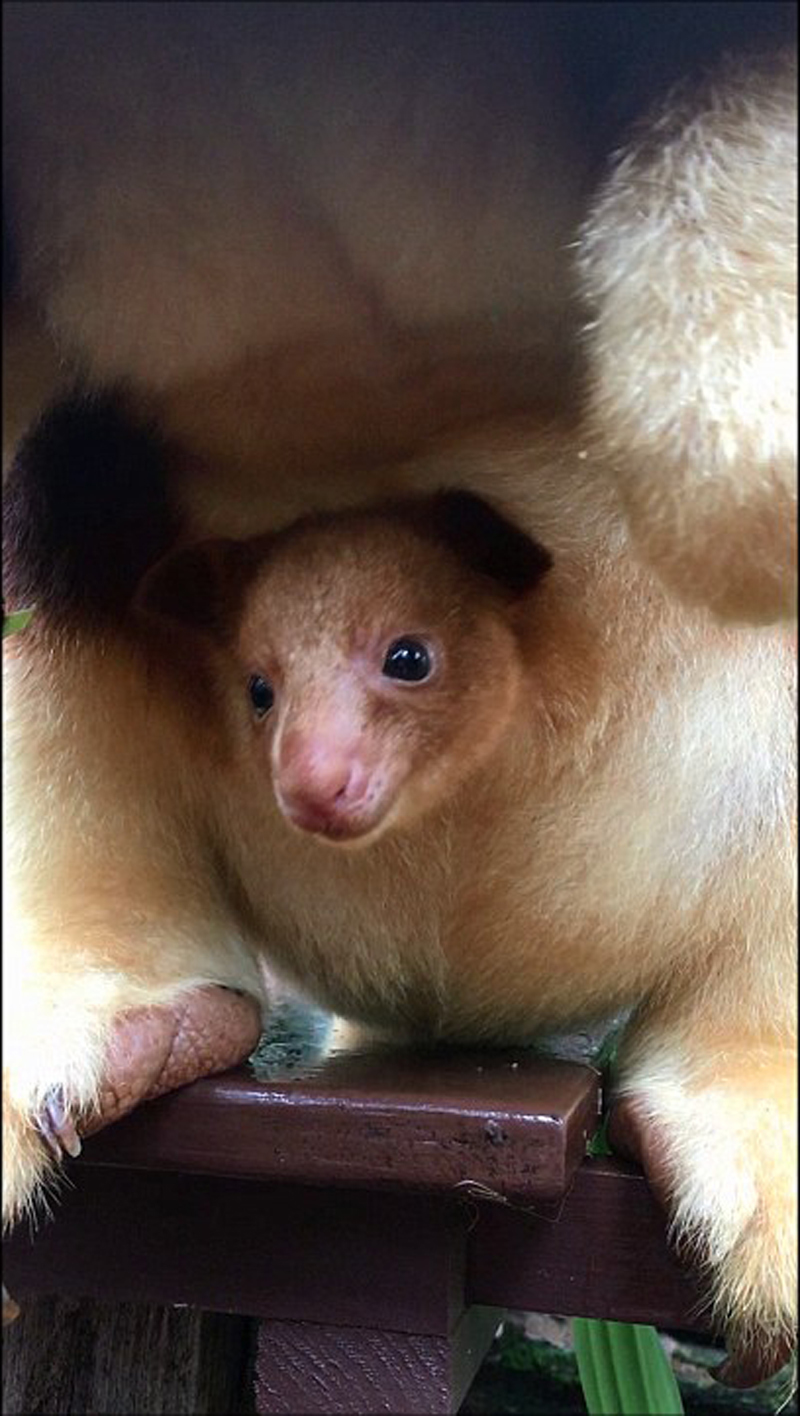 澳大利亚树袋鼠宝宝可爱现身