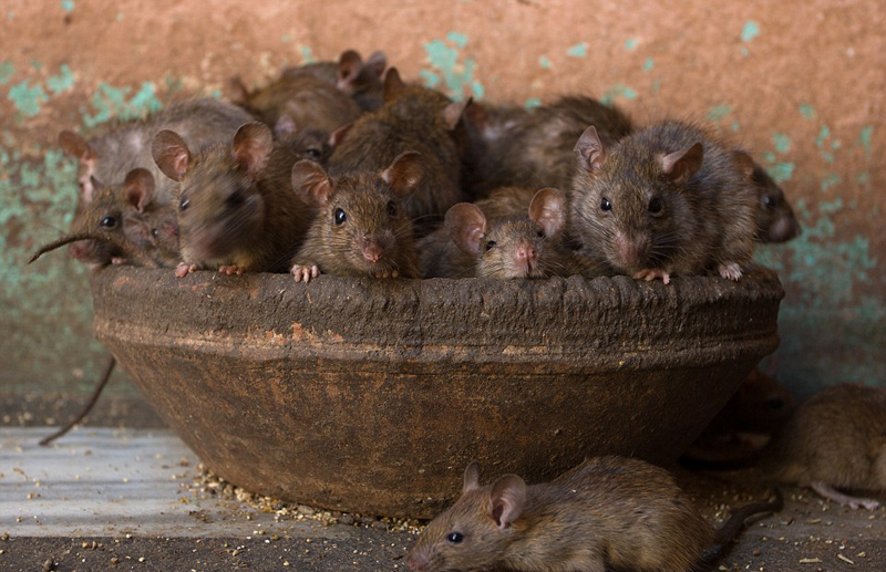 印度老鼠庙超2万只老鼠受朝拜被看作女神化身