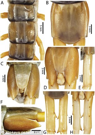 科学家确定蜈蚣新物种长度20厘米游泳似鳗鱼