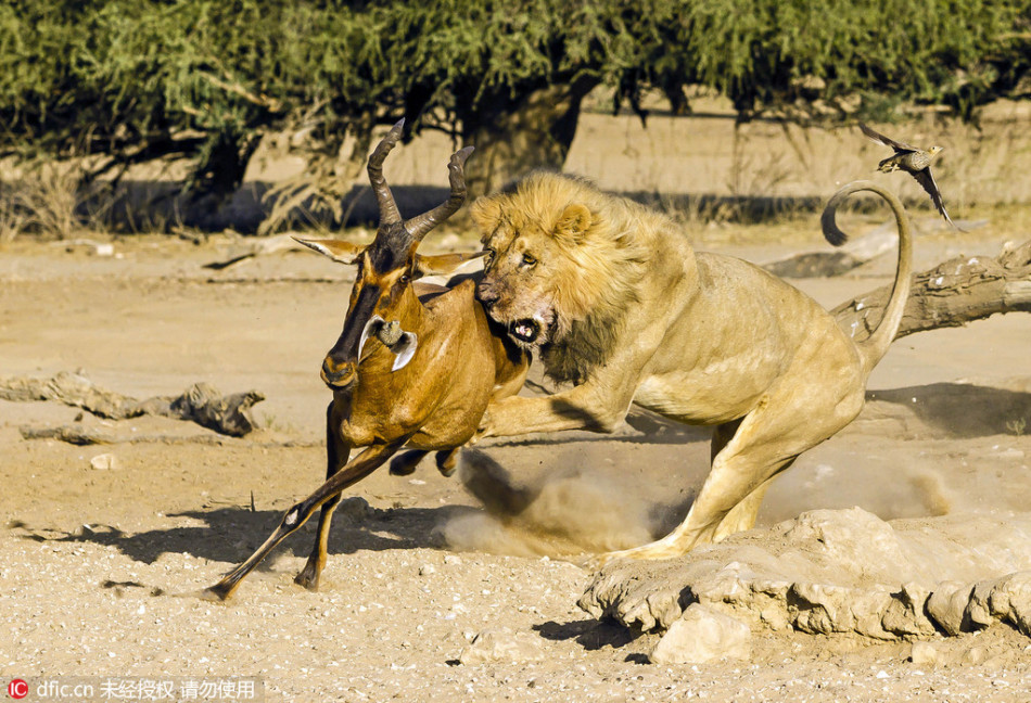 联合国前秘书长加利博物馆在开罗开馆(高清组图) 面