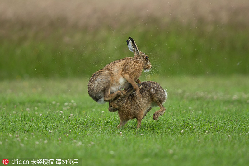 野兔打斗激烈似拳击:奇怪的求偶仪式