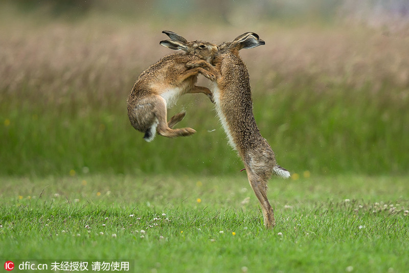 野兔打斗激烈似拳击:奇怪的求偶仪式