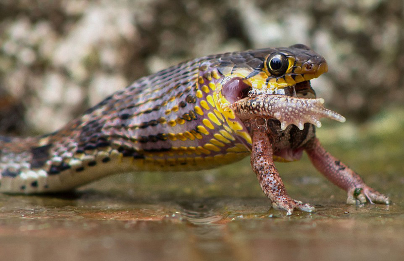 蟾蜍避雨惨遭印度蛇吞食[6p]