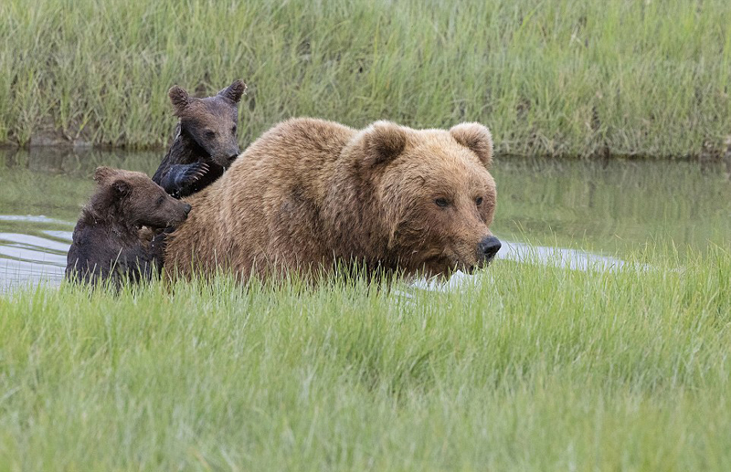 熊妈妈背怕水熊宝过河 面画暖心