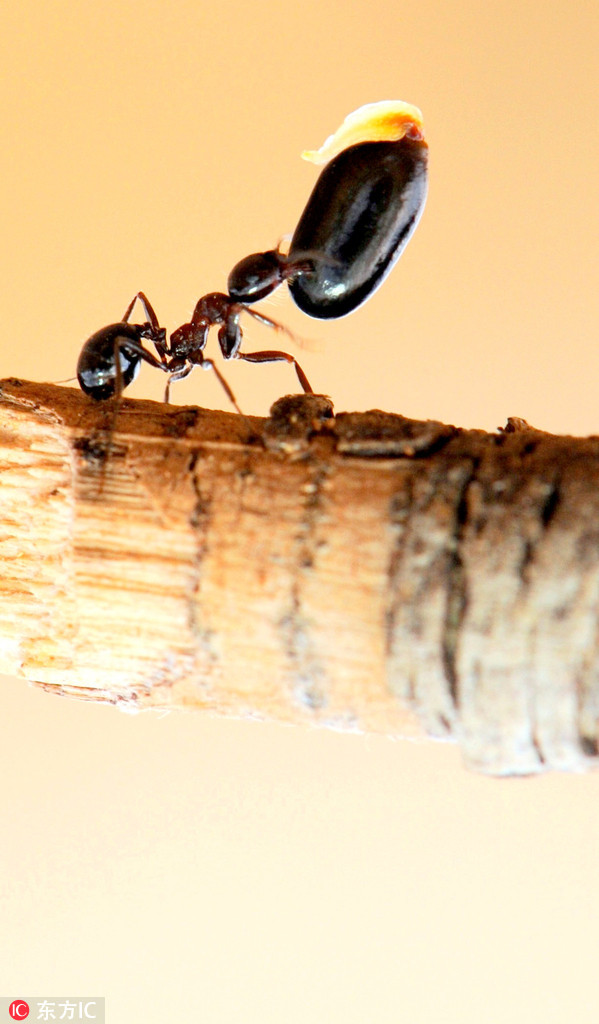 自然界"大力士"蚂蚁搬食物:越卑微越坚强_高清图集_新浪网