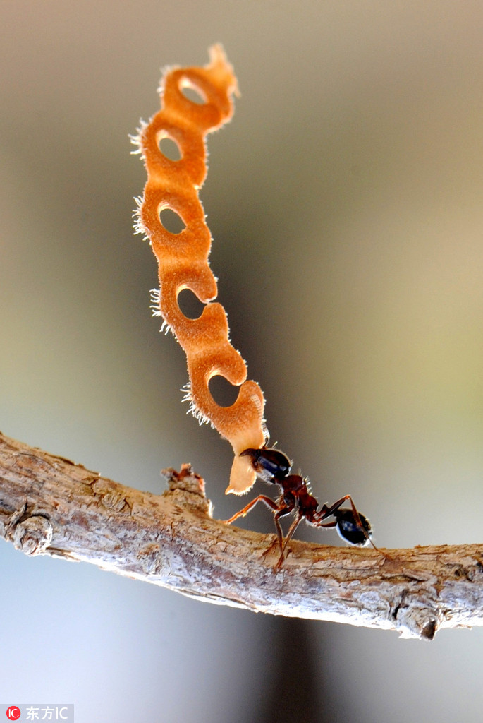 自然界"大力士"蚂蚁搬食物:越卑微越坚强(组图) - 资讯