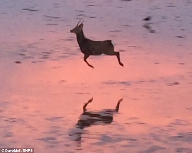 英国海边梅花鹿欢快跳跃:场景罕见 温暖人心