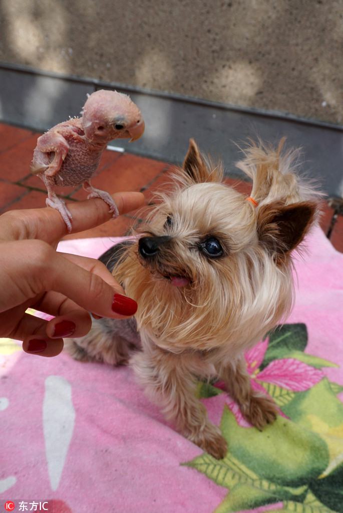 暂定延迟1个月开学(图)获选票多也可能输?