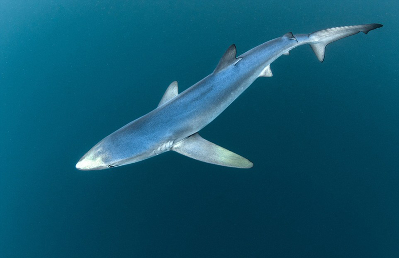 "海中之狼"大青鲨试图温暖海域捕食