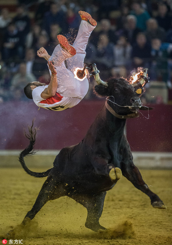 西班牙花式斗牛惊险升级