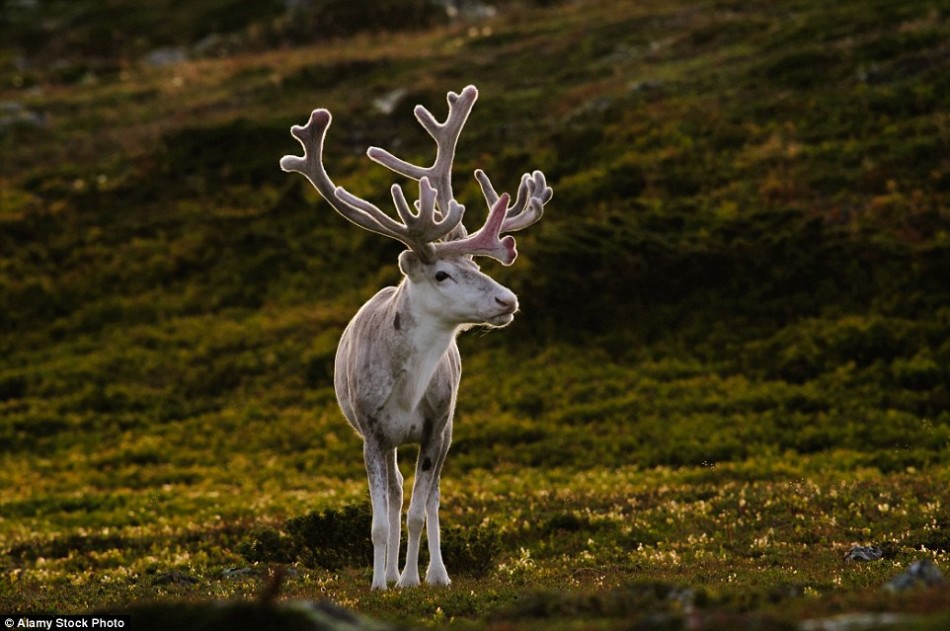 瑞典珍稀动物图片