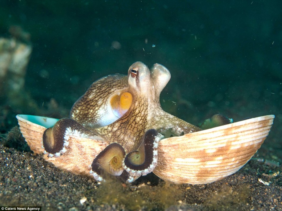 章鱼住在海里图片