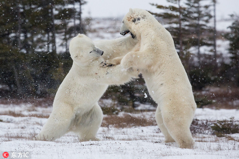 加拿大北极熊雪地约架嘶吼恐吓胜负难分