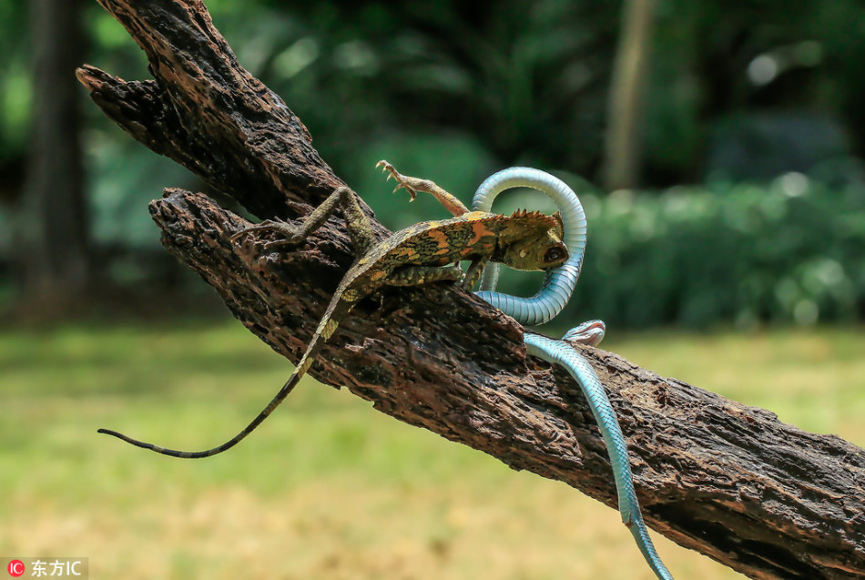 家人陪读学校提供免费午餐海伦哲(300201)第二个双马拉板