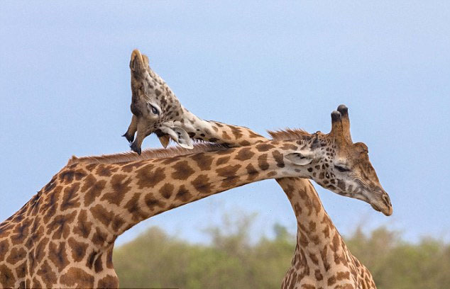 近日,一名野生动物摄影师在非洲肯尼亚马赛马拉国家保护区拍摄到了