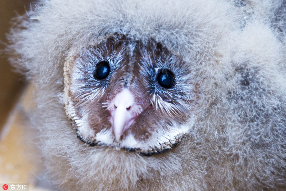 小鸟长"猴子脸" 村民捡"猴面鹰"主动上交