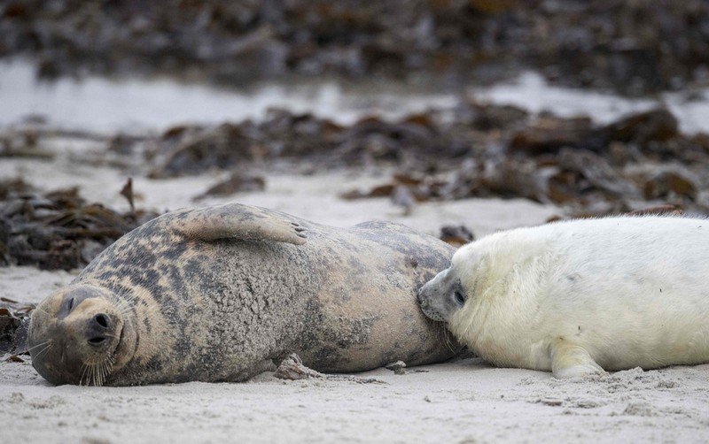 德国海豹发情互打 场面血腥不忍直视
