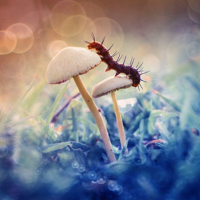 非同寻常之美 神奇的小生物精彩微距摄影