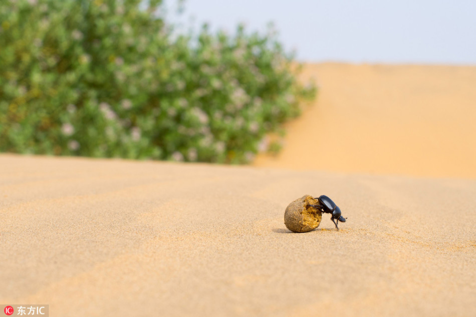 印度沙漠屎壳郎千里迢迢运粪球回家