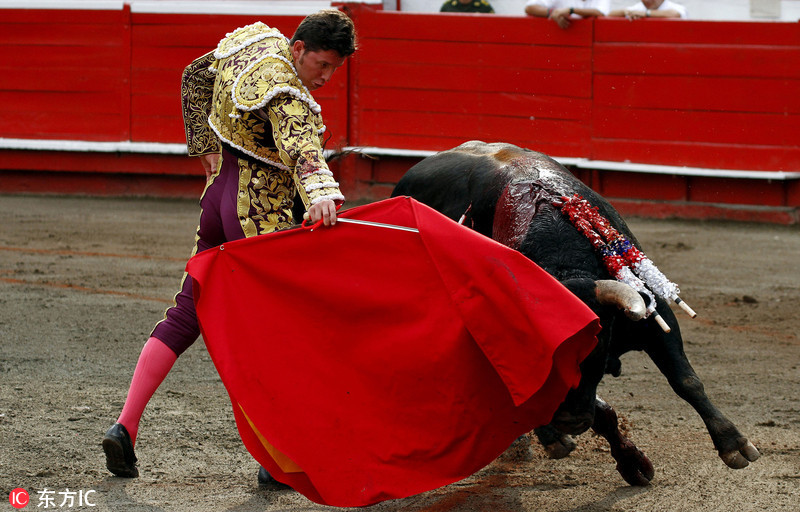 哥伦比亚公牛博览会斗牛士被牛角挑飞_高清图集_新浪网