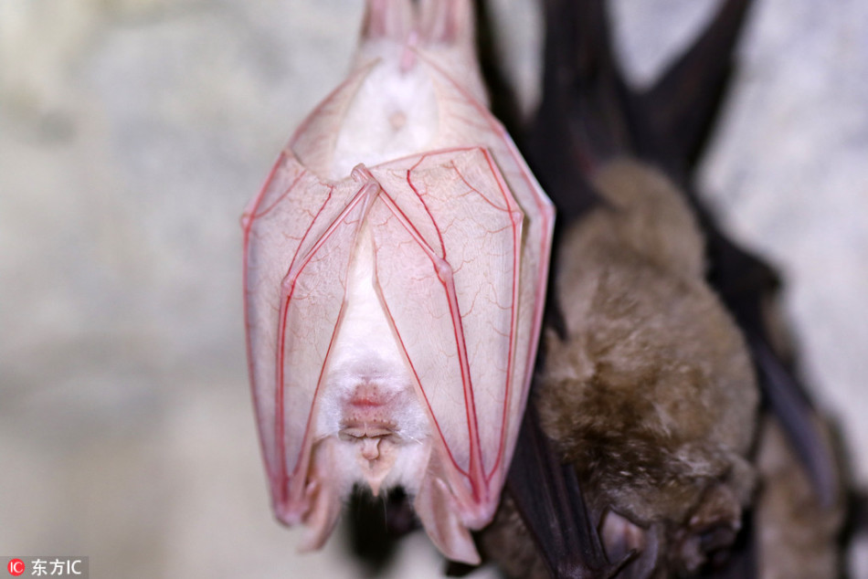 韩国发现罕见白化蝙蝠:白化症动物的另类美丽_高清图集_新浪网