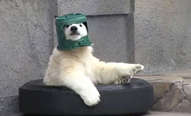 动物干起蠢事太逗人:北极熊塑料桶当帽子戴