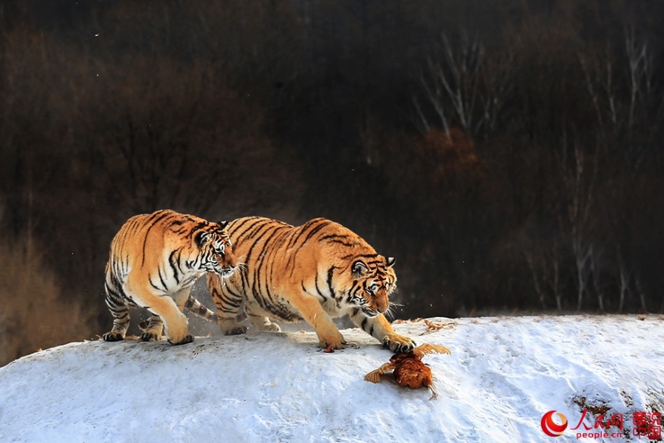林海雪原东北虎雄姿百态虎扑食与二虎相争