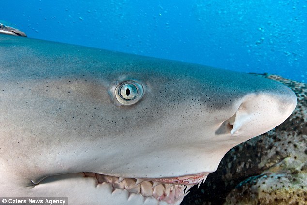 美雌性鲨鱼终日面带微笑:似卡通人物